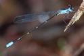 Palaemnema nathalia (Nathalia Shadowdamsel) male-2.jpg
